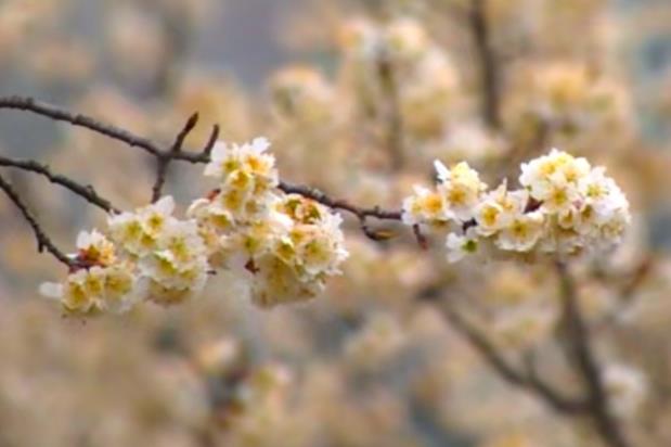 湖北櫻花迎春開 湖北櫻花迎春開